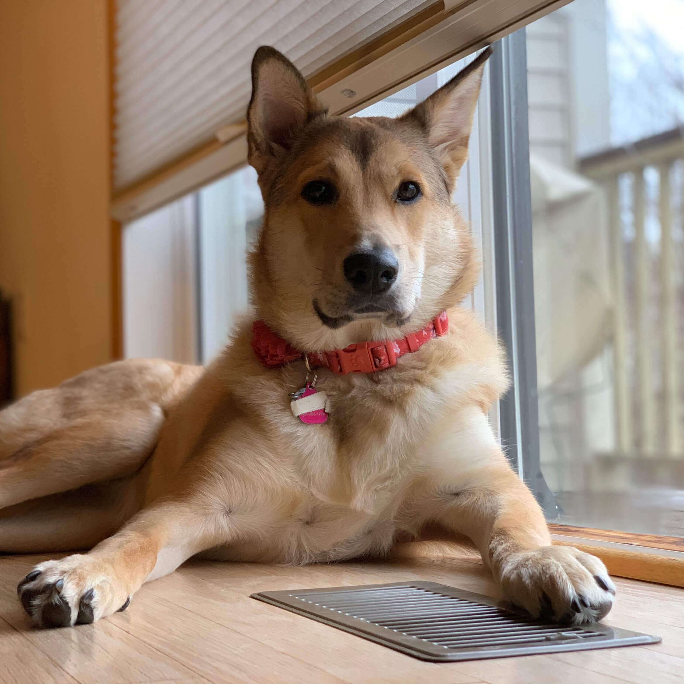 How to Combat Behavioral Issues in Your Pet North Kenilworth Veterinary Care