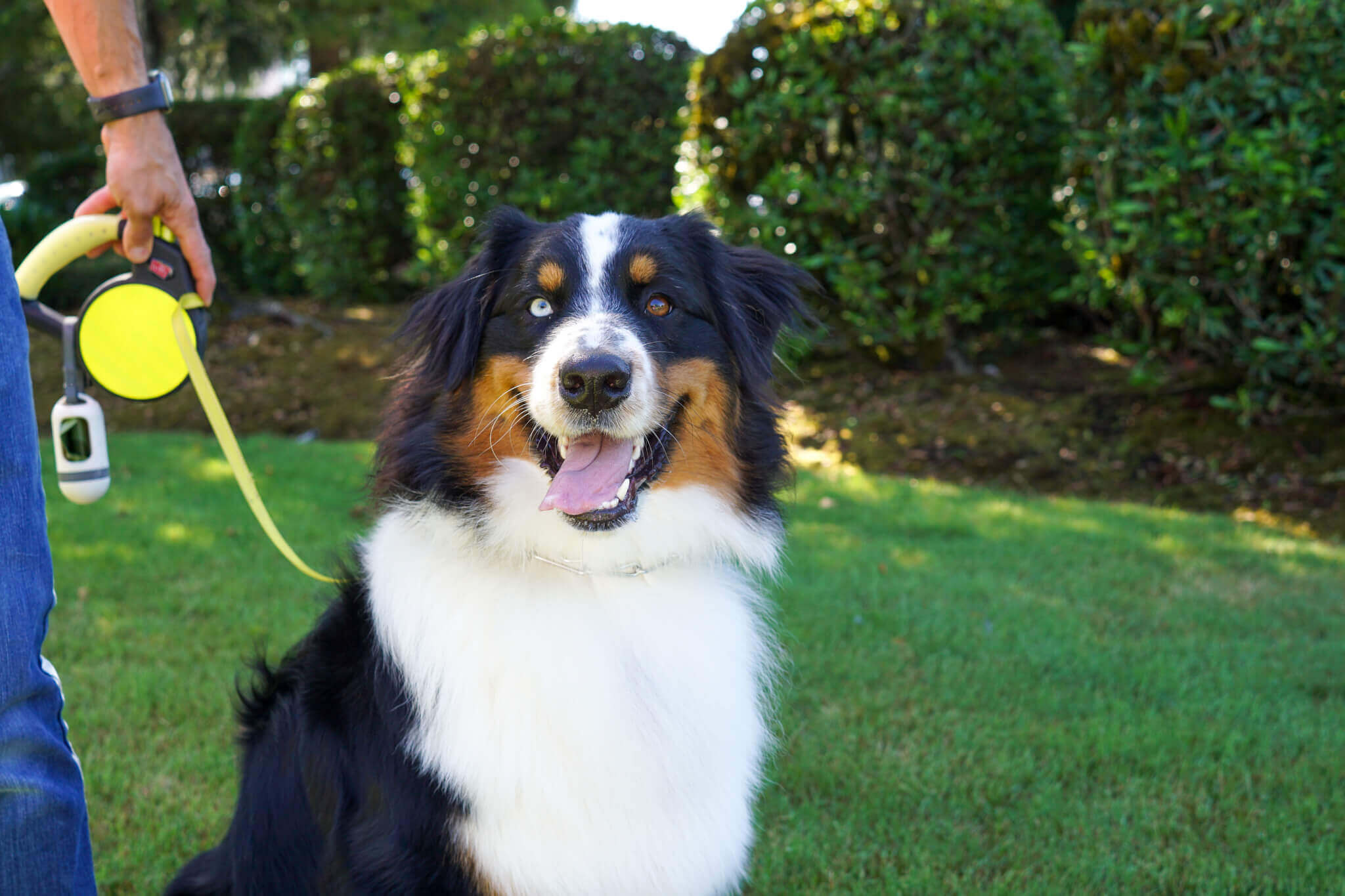 3 Steps for Summer Pet Care North Kenilworth Veterinary Care