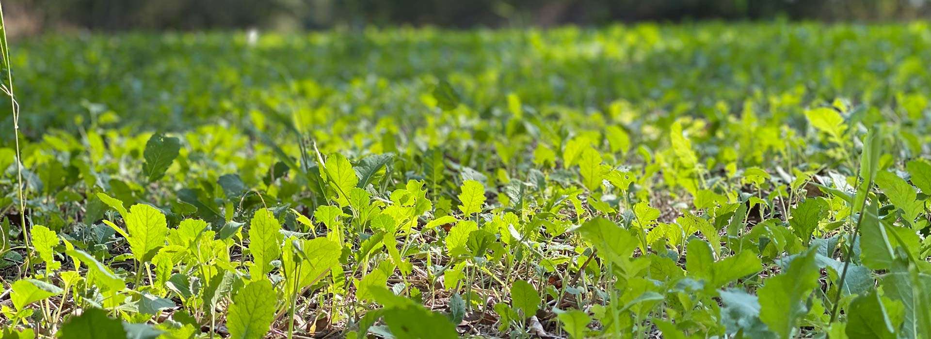 Buying Hunting Land & Farmland in Missouri MO Real Estate Agents You