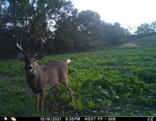80 Acres Exodus St. Elmer, MO