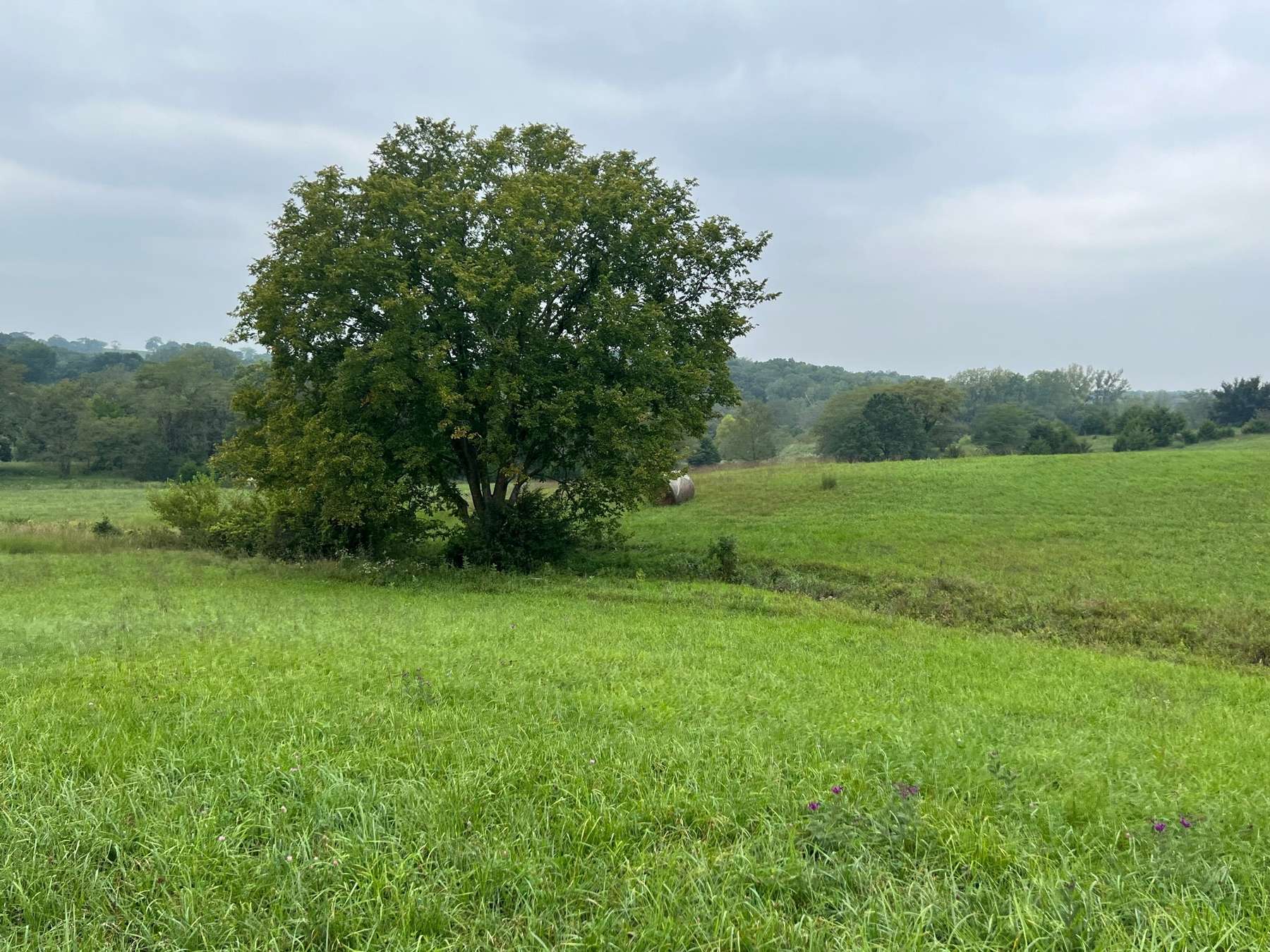 40 Acres in New Boston, MO