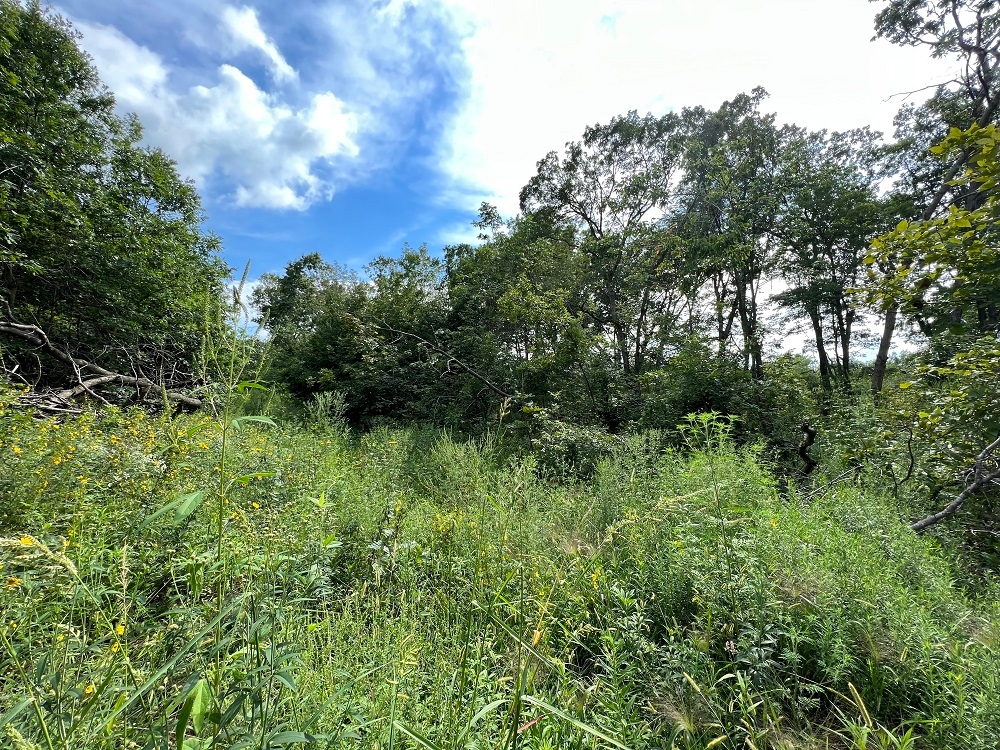 95 Acres Clarence, Shelby County, MO