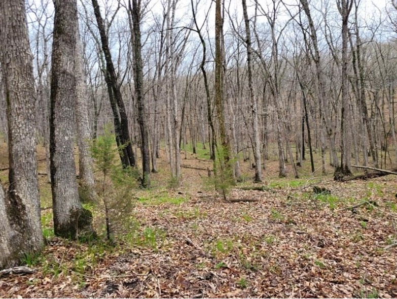 40 Acres 11953 Apollo Bucklin, MO