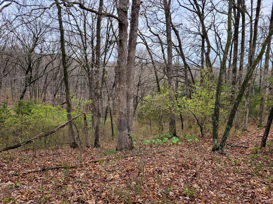 40 Acres 11953 Apollo Bucklin, MO