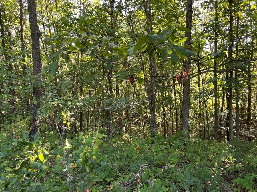 38 Acres St. Hwy 149 Ethel, MO