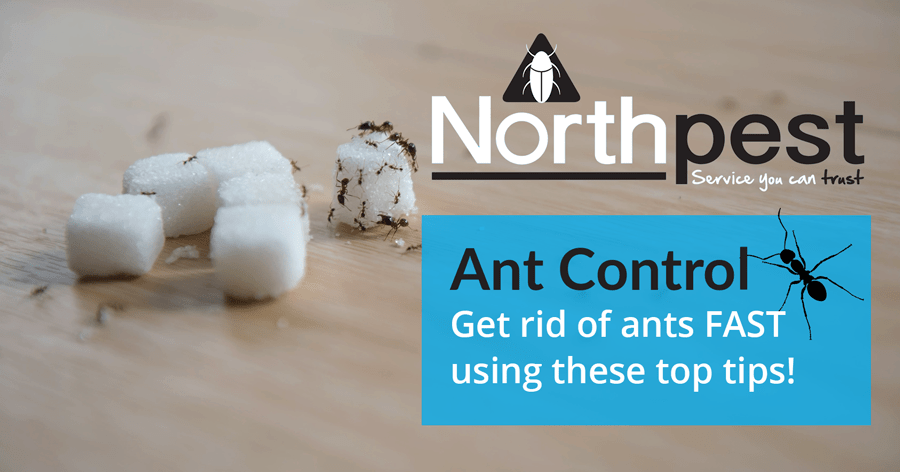Ant Control get rid of ants FAST using these top tips! Northpest
