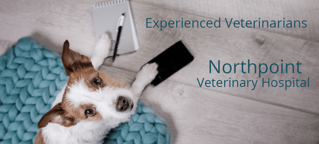 Northpoint Vet Bolton, Ontario Home