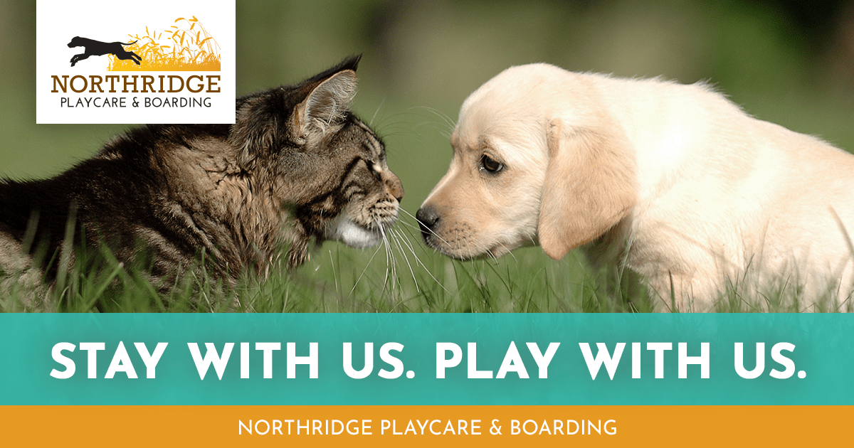 stay and play pet resort prices Size Account Miniaturas