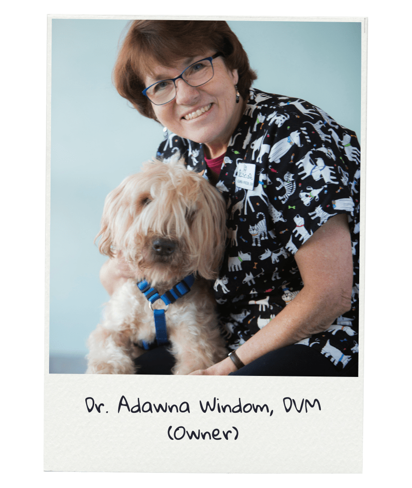 Seattle, WA Veterinarians North Seattle Veterinary Clinic