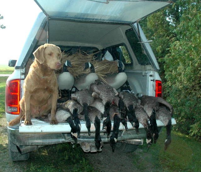 North Shore Kennels In the Field