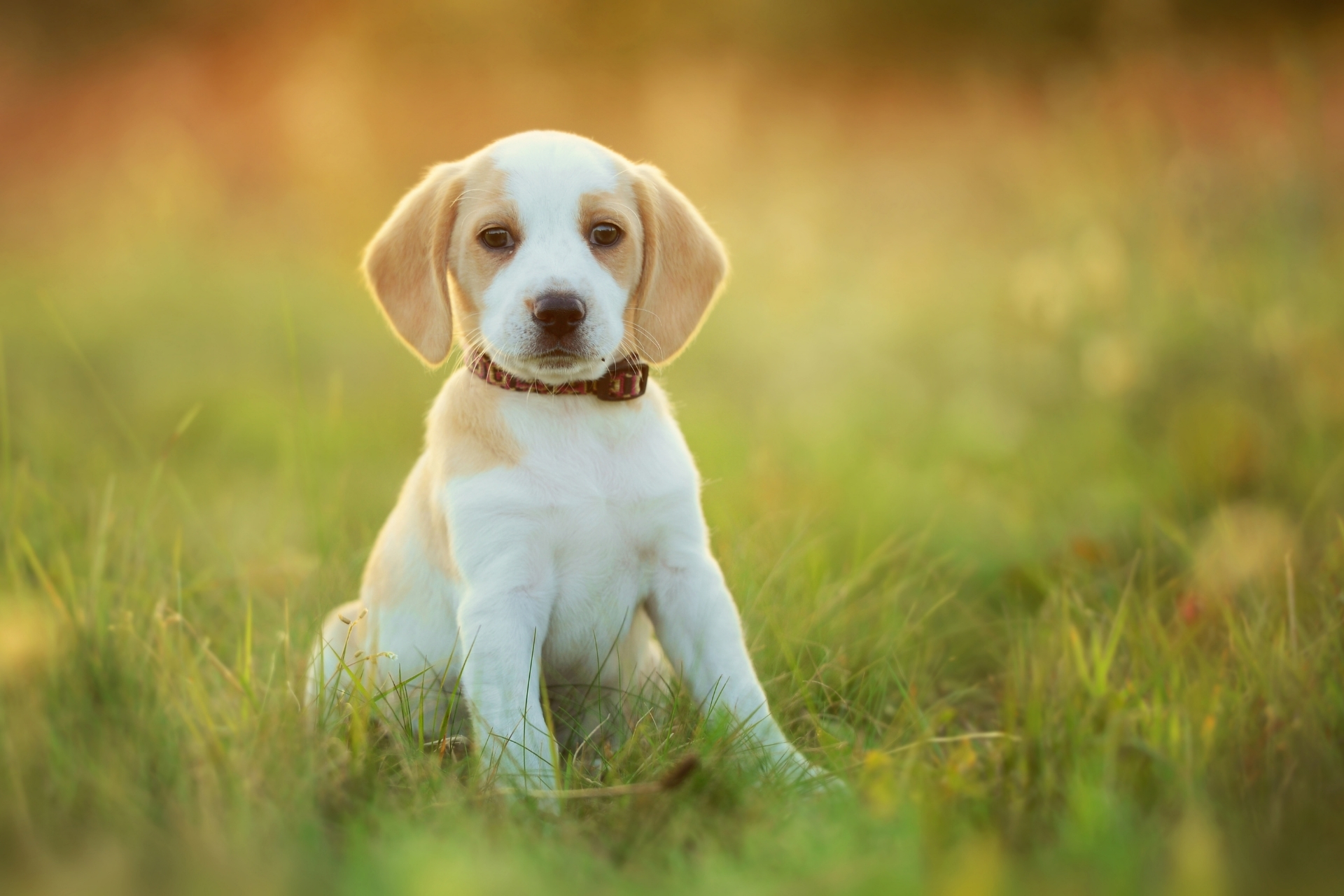 Pet Boarding Services in Moultrie, GA 31768 Northside Boarding Center