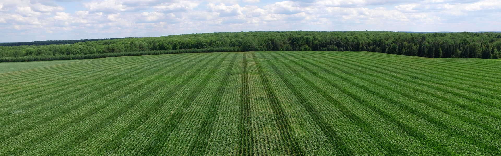 cash bids Archives Northside Elevator serves Wisconsin farms Nutrition, Agronomy & Feed