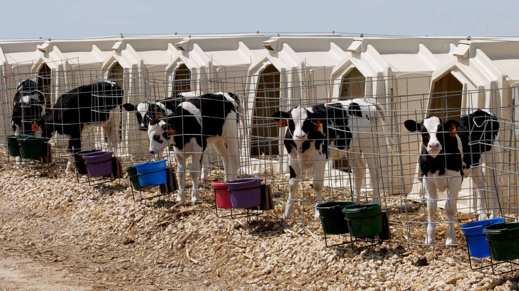 Consistency Pays When Feeding Baby Calves Northside Elevator Inc