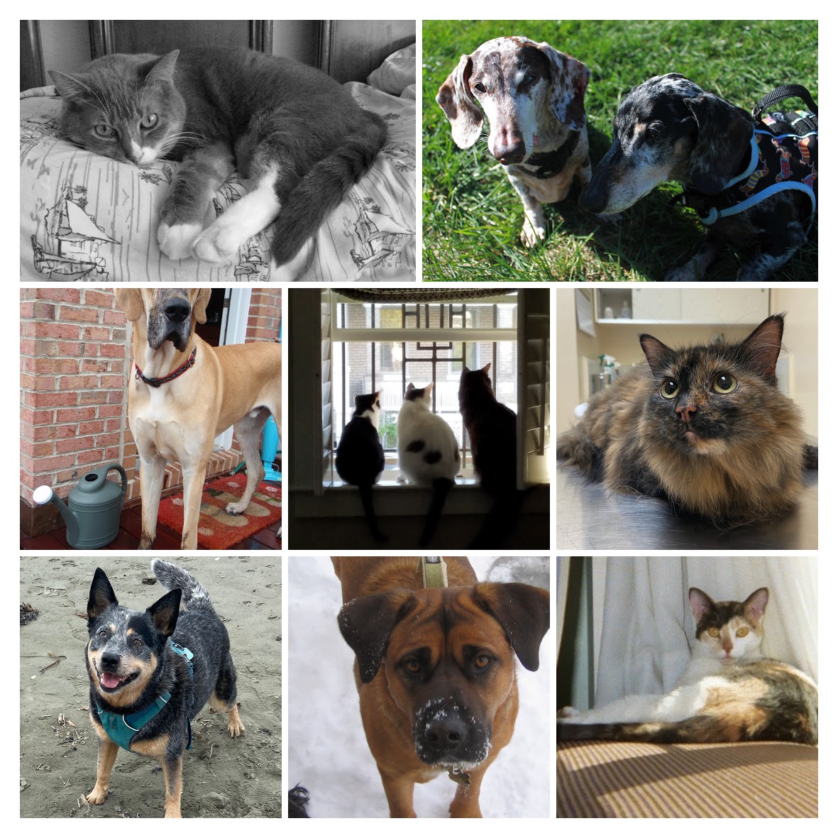 If you'd like to have your pet featured on our website please send your