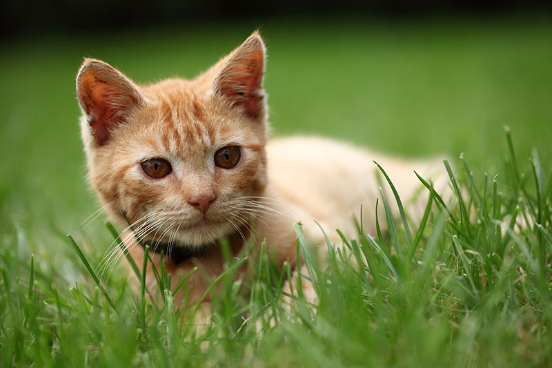 Veterinary Services in Cullman, AL Northside Veterinary Hospital