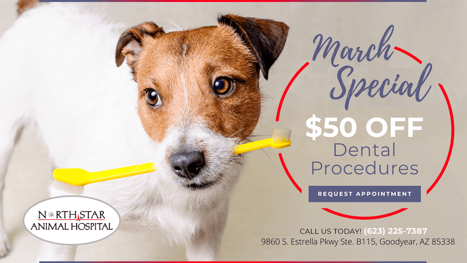 north star animal hospital at estrella Ulysses Macon