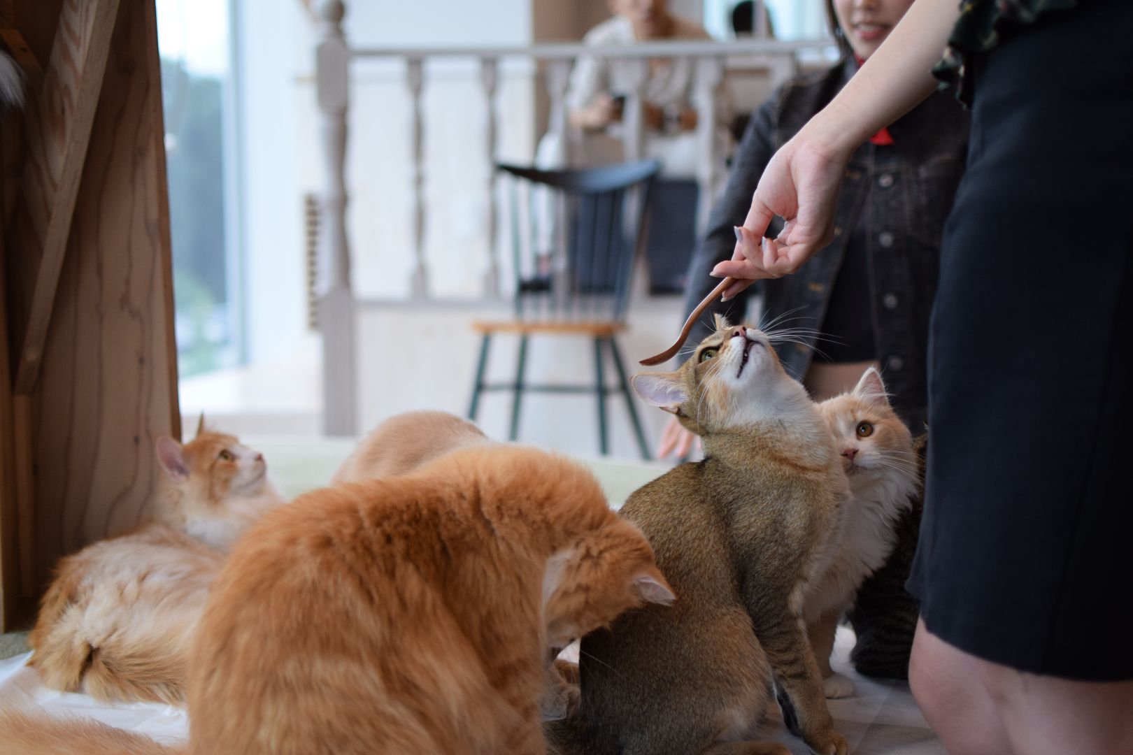 Katzen Café in Tokyo der perrrrfekte Ort North Star Chronicles