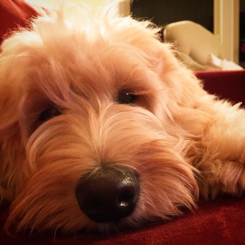NorthStar Labradoodles Available Labradoodle Puppies Pricing & Payment