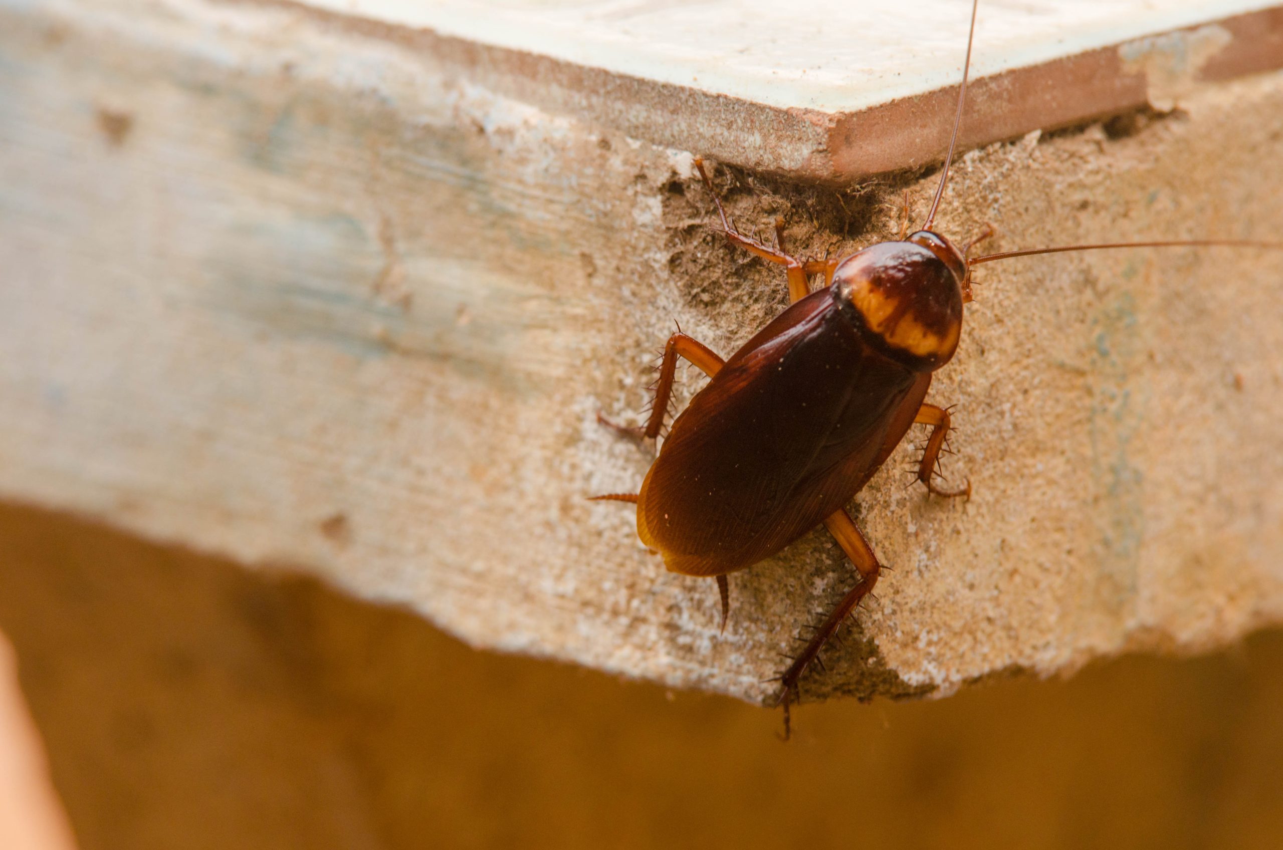 Cockroach Removal & Pest Control Service northstarpestcontrol