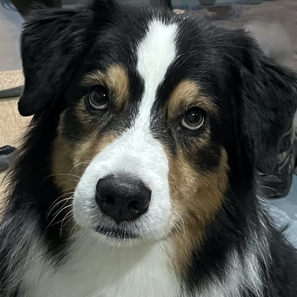 Bogie North Star Therapy Animals of Pet Partners