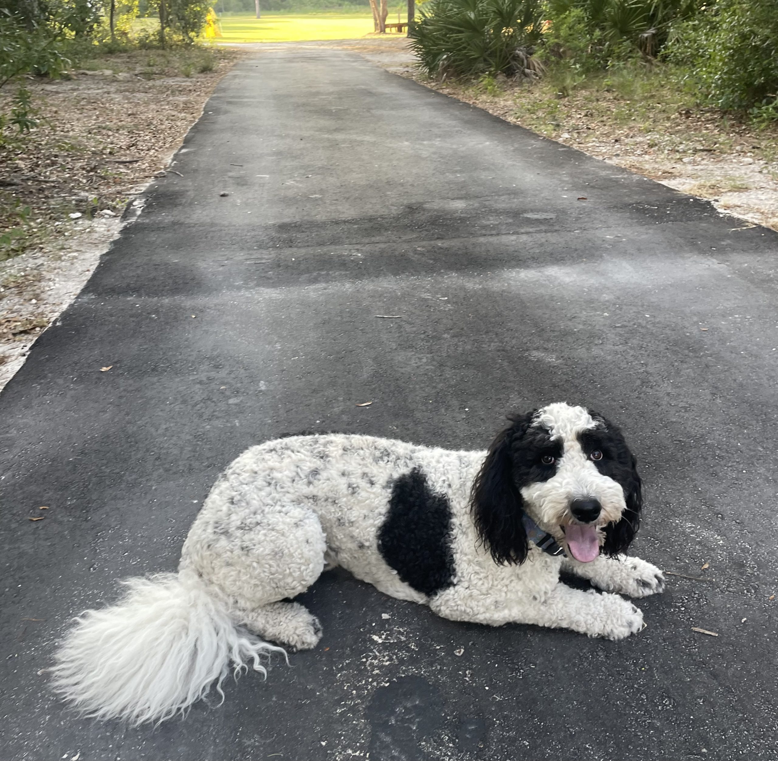 North Tampa Dog Training serving Tampa, Trinity, and Odessa, FL