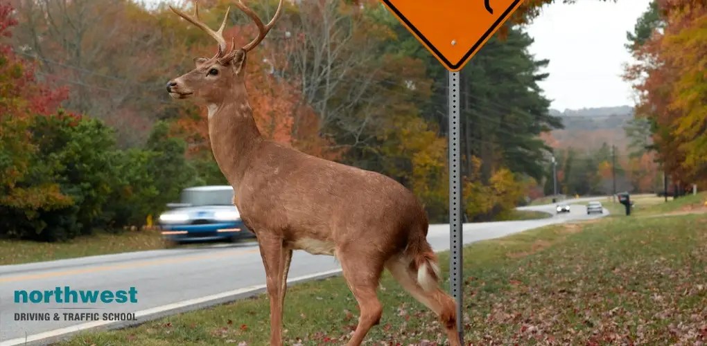 How to Avoid Deer on the Roads NWDS