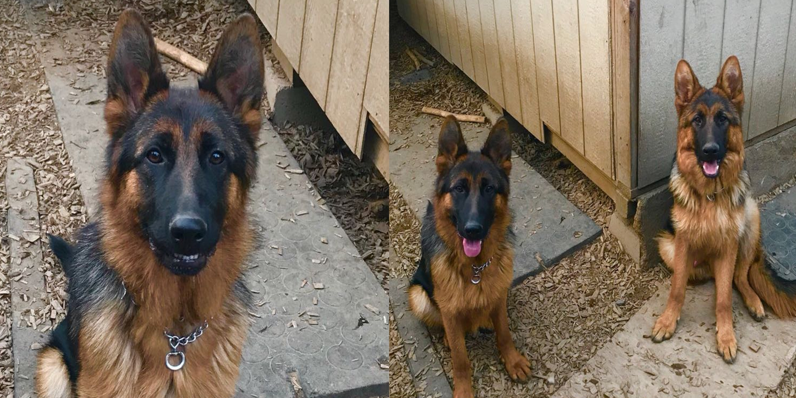 Gallery Northwest German Shepherd Kennel