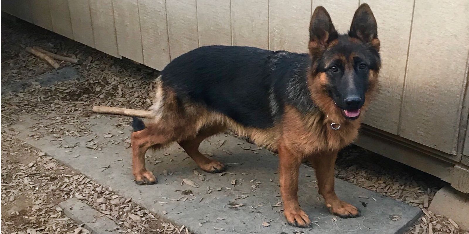Gallery Northwest German Shepherd Kennel