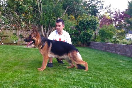 Northwest German Shepherd Kennel | Breeding World Class German Shepherds For Your Family