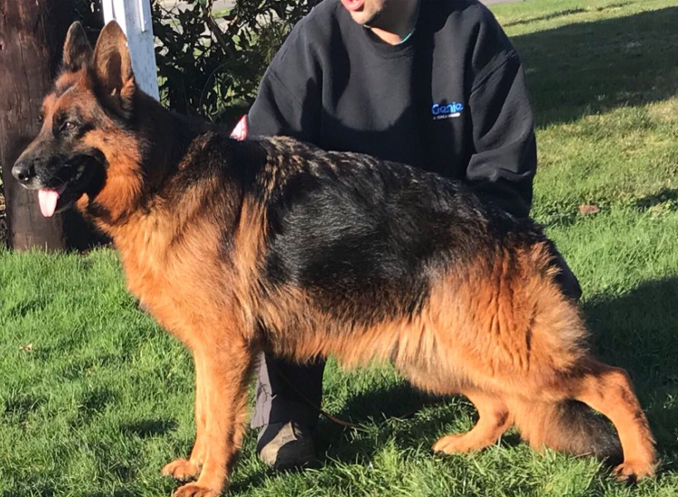 Our Dogs Northwest German Shepherd Kennel