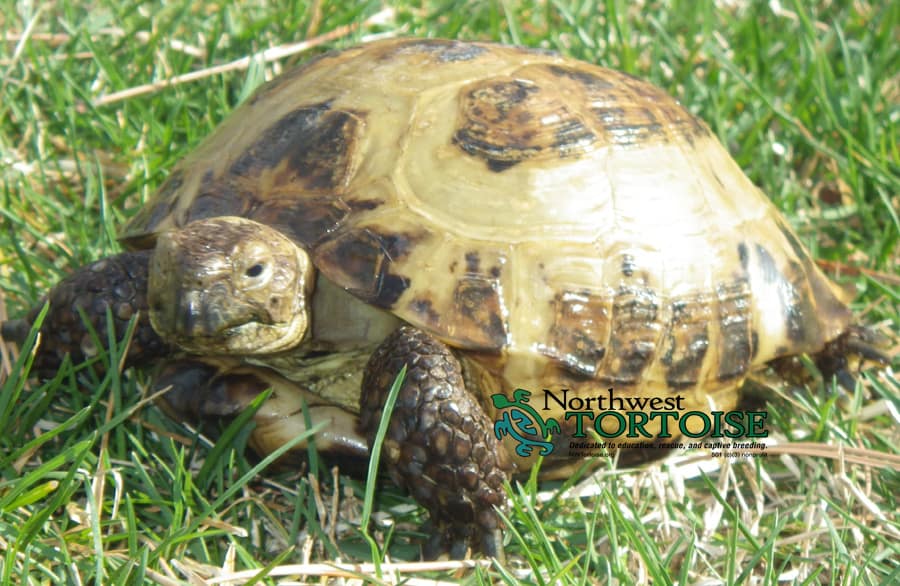 Russian Tortoises Northwest Tortoise