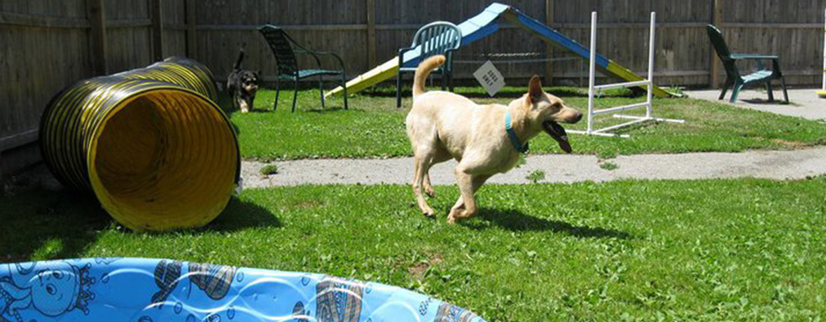 Northwind Kennels Bedford NY The Finest Care For Your Pets