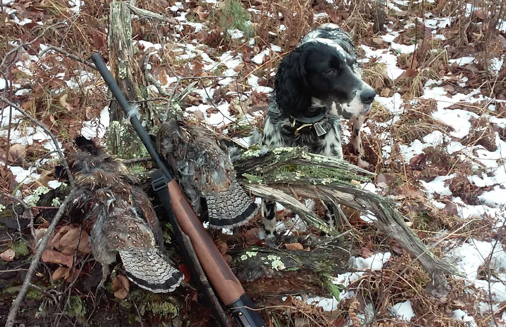 Training & Selling the best Grouse Hunting Dogs Glidden, WI