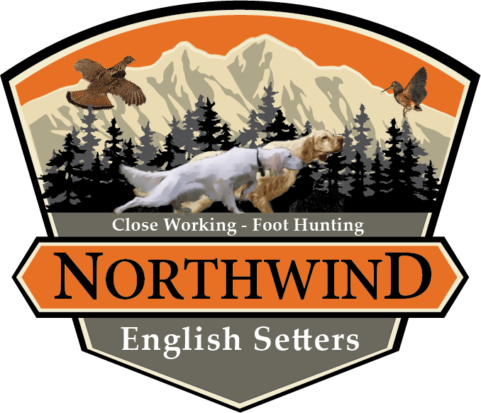 ProTrained Grouse Hunting Dogs for sale Northwind English Setters, WI