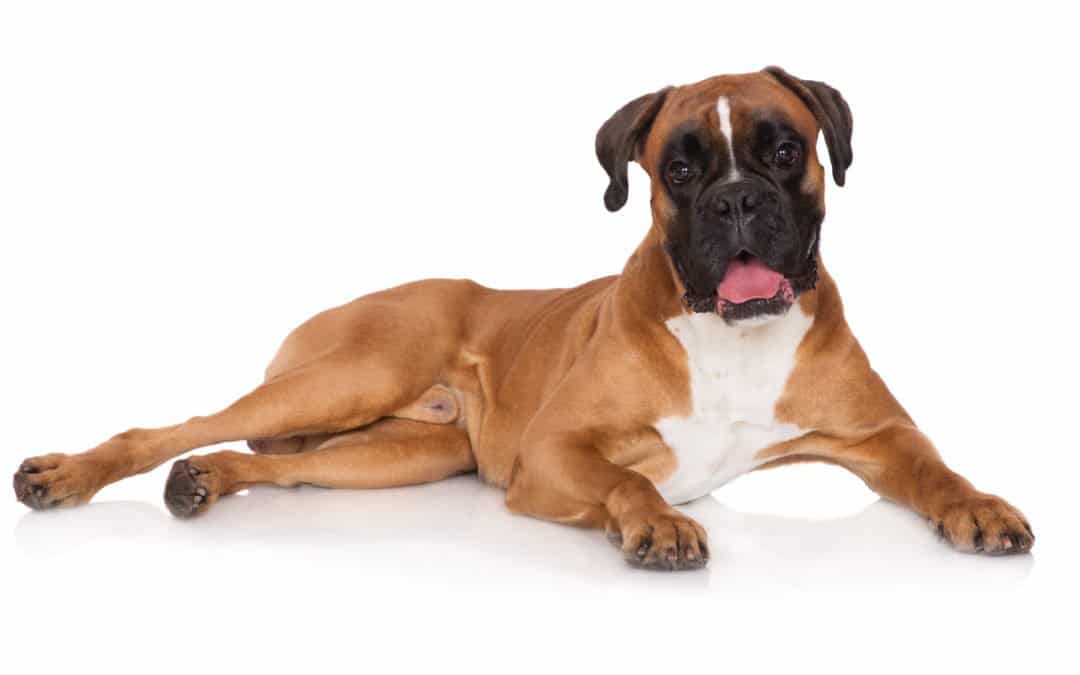 Boxer caractère, origine, prix, éducation et conseils