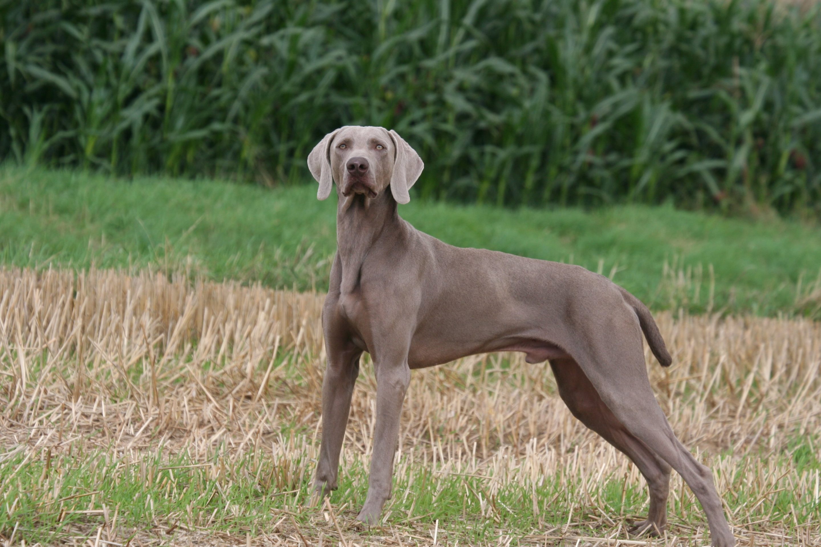 Braque de Weimar caractère, origine, prix, éducation et