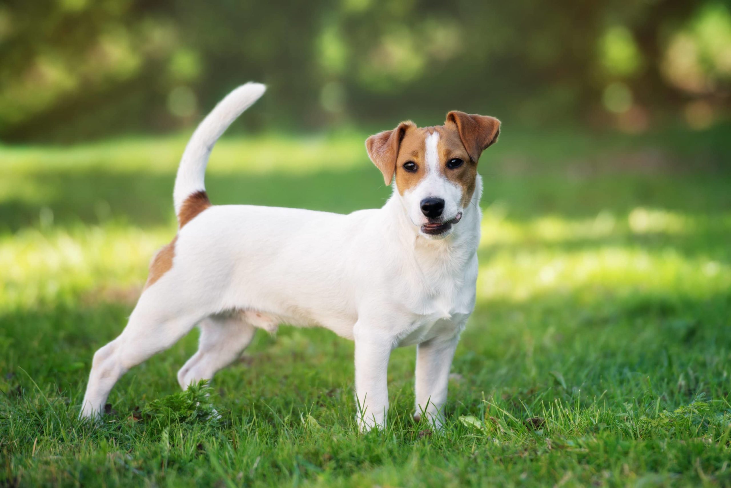 Jack Russell : caractère, origine, prix, éducation et conseils