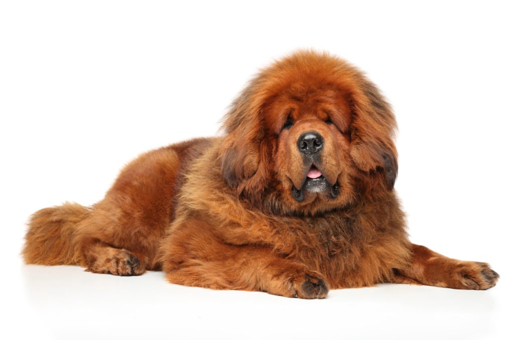 Dogue du tibet caractère, origine, prix, éducation et