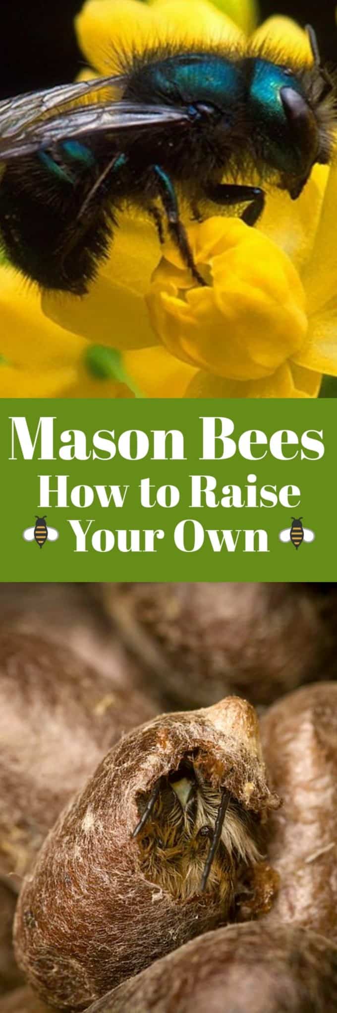 Mason Bees How to Raise Your Own Noshing With the Nolands