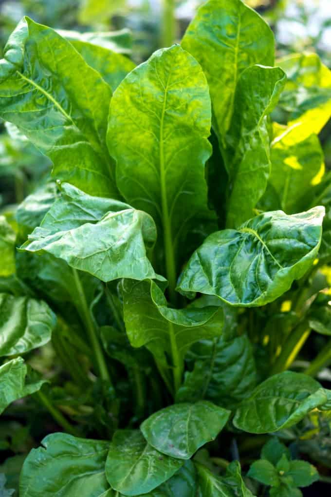 What is Swiss Chard? What Do I Do With It? Noshing With the Nolands