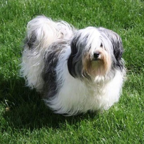 Top Eight Most Exotic and Sweetest Dog Breeds in the World NosyBee