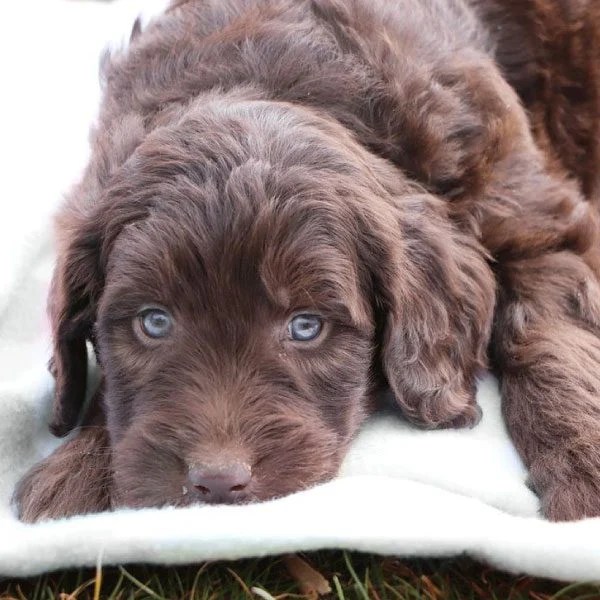 Top Eight Most Exotic and Sweetest Dog Breeds in the World NosyBee