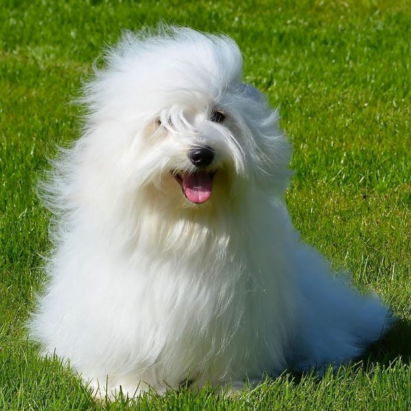 Top Eight Most Exotic and Sweetest Dog Breeds in the World NosyBee