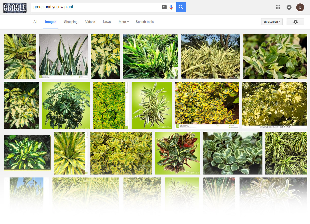 The Only Trick You Need To Identify Houseplants Using Google Search