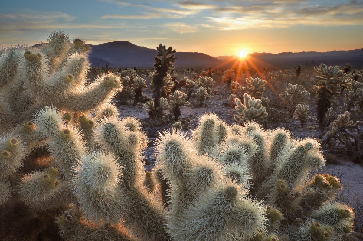 10 Unmissable Things to Do in Joshua Tree National Park (in One Day