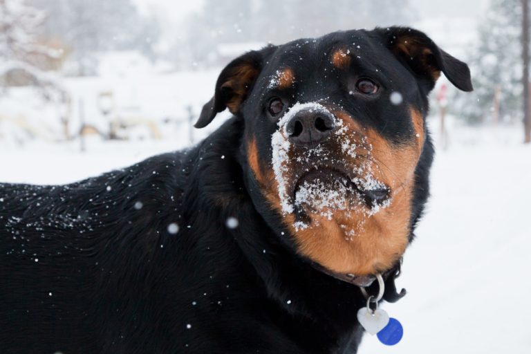Why Do Rottweilers Attack Small Dogs? (Answered & Explained)