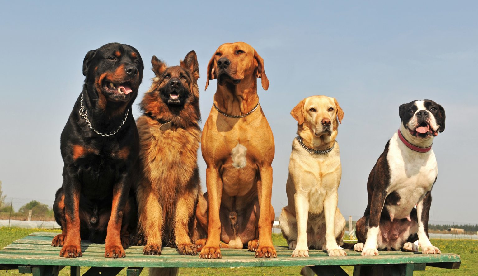 Best Companion Dogs For A Rottweiler (8 Compatible Dogs)