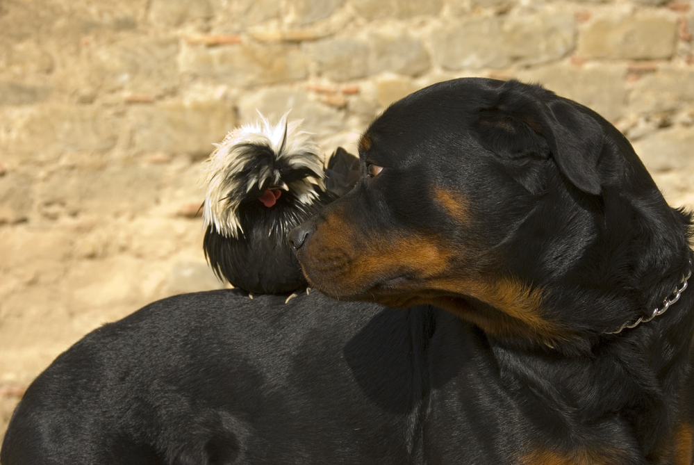 Do Rottweilers Make Good Farm Dogs? (Answered)
