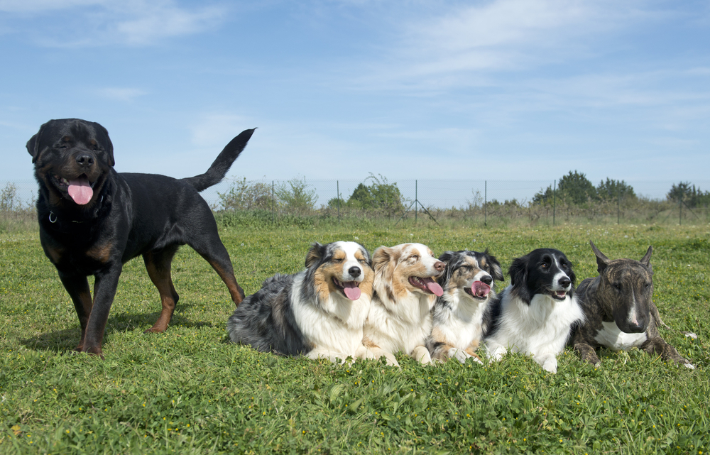 Do Rottweilers and Border Collies Get Along? (Answered)