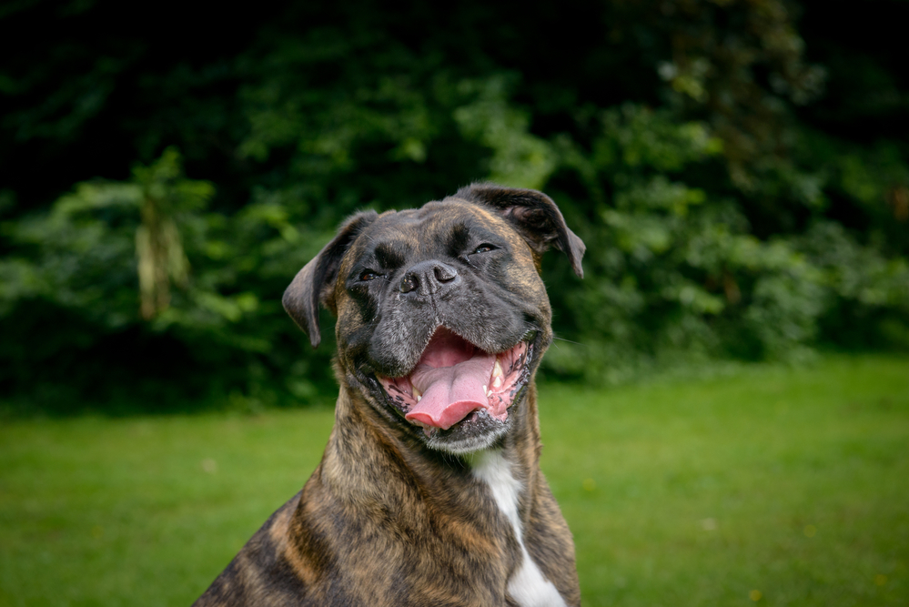 Are Boxers Good Farm Dogs? Not A Bully Dog Training